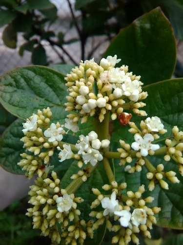 Adoxaceae image