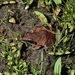 Central Grassland Frog - Photo (c) Toby Hibbitts, all rights reserved