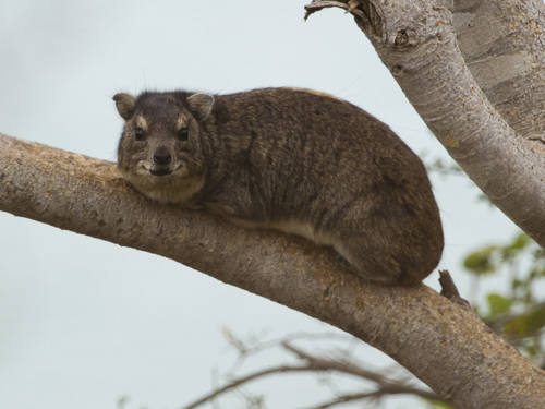 Bush Hyrax