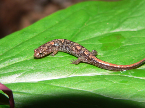 Carolina Mountain Dusky Salamander