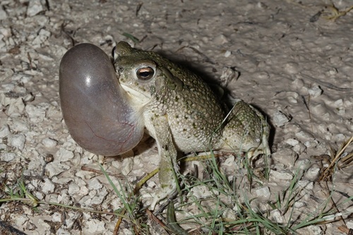 Texas Toad