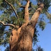 Eucalyptus robusta - Photo (c) Marco Ebeling, kaikki oikeudet pidätetään, uploaded by Marco Ebeling
