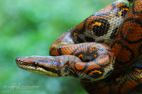 Western Rainbow Boa