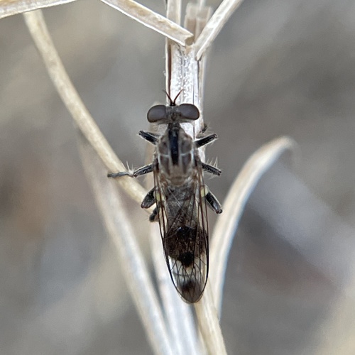 Nicocles argentatus