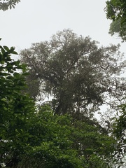 Image of Sloanea laurifolia