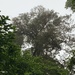 Sloanea laurifolia - Photo (c) LostInCR, todos los derechos reservados, subido por LostInCR
