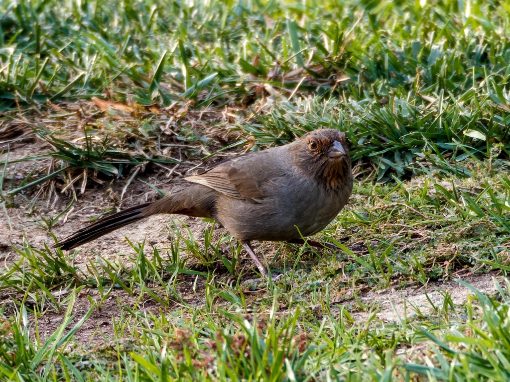 perching-birds-by-kendrick-nakamura-inaturalist