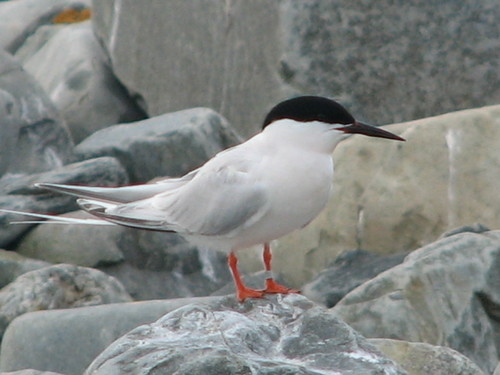 Roseate Tern