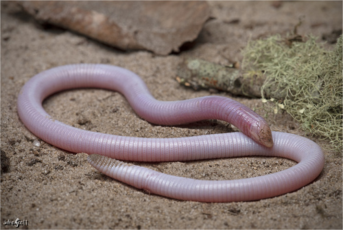 Florida Worm Lizard