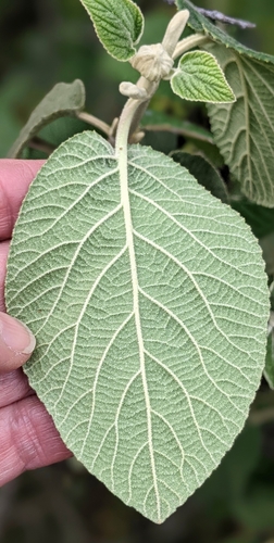 Sodinis putinas nuotrauka