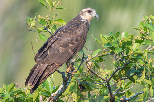 Snail Kite