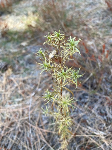 iNaturalist observation photo of Tarragon