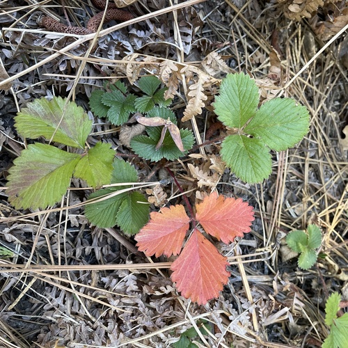 iNaturalist observation photo of woodland strawberry