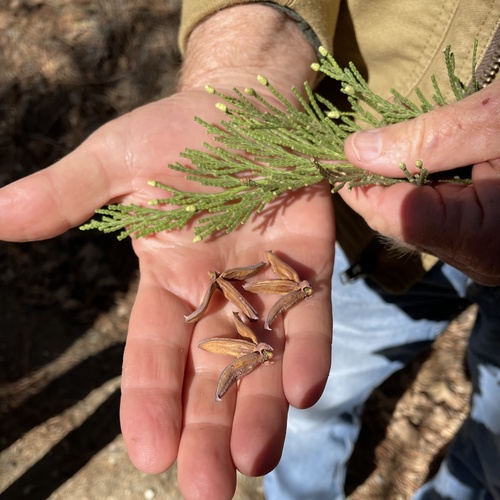 iNaturalist observation photo of California incense-cedar