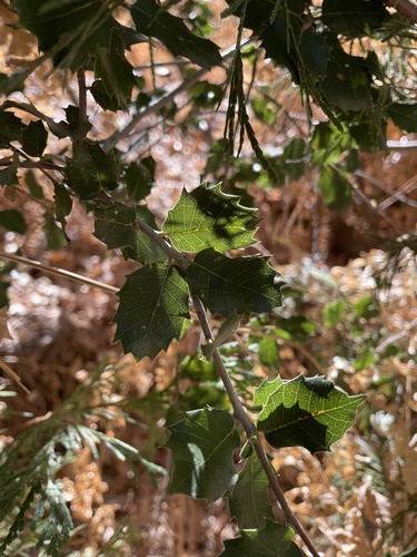 iNaturalist observation photo of canyon live oak