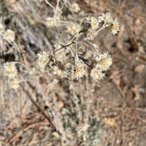 iNaturalist observation photo of Feltleaf Everlasting