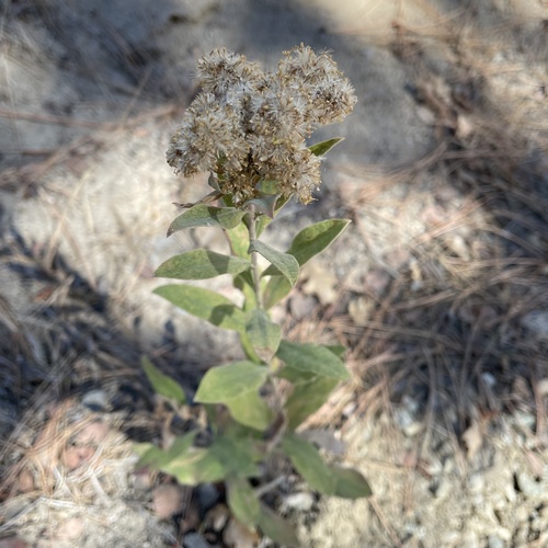 iNaturalist observation photo of velvety goldenrod