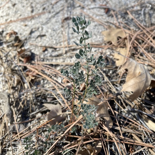 iNaturalist observation photo of Heermann's Lotus