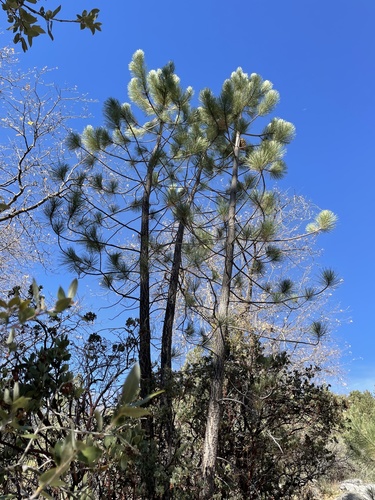 iNaturalist observation photo of Coulter pine