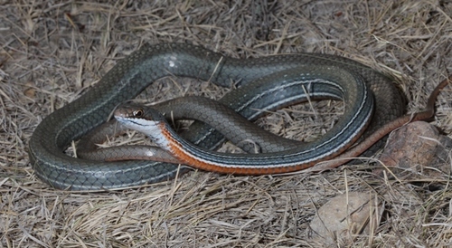 Schott's Whipsnake