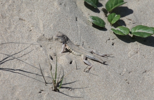 Keeled Earless Lizard