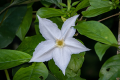 Image of Heinsia crinita