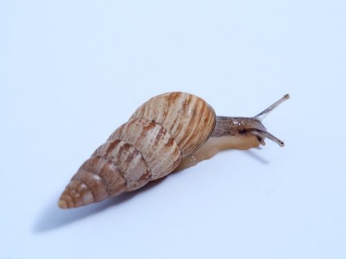 Pointed Snail