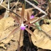 Nervilia adolphi - Photo (c) carolineconradie, todos los derechos reservados