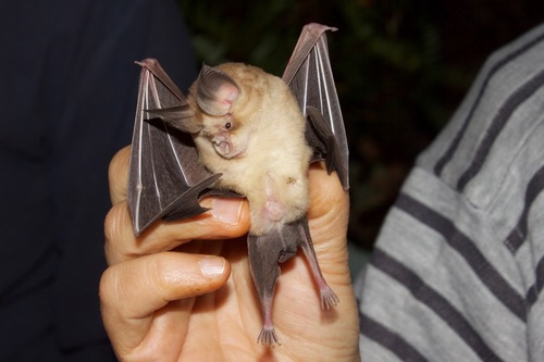 Mehely's horseshoe bat