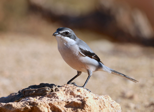 Iberian Grey Shrike