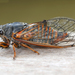 Cicadetta cantilatrix - Photo (c) gernotkunz, todos los derechos reservados, subido por gernotkunz