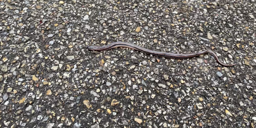 Rainbow Snake in March 2021 by Life's Wild Adventures · iNaturalist