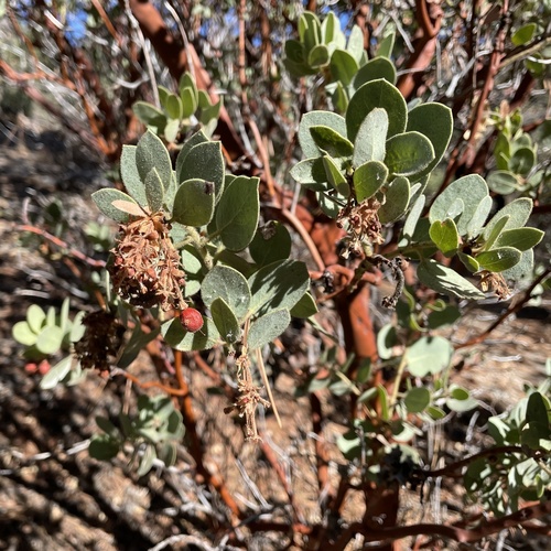 iNaturalist observation photo of Pringle's manzanita