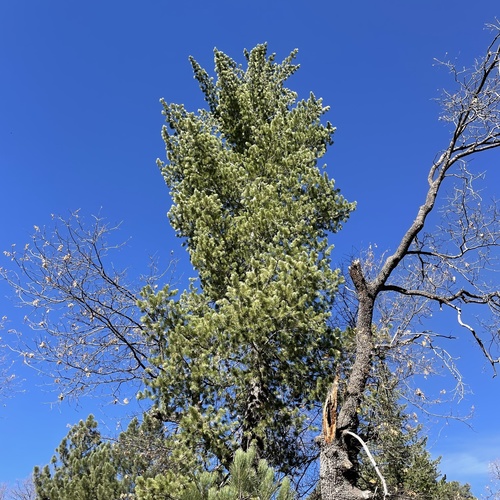 iNaturalist observation photo of sugar pine