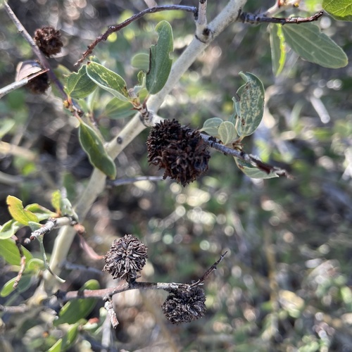 iNaturalist observation photo of Ceanothus Bud Gall Midge