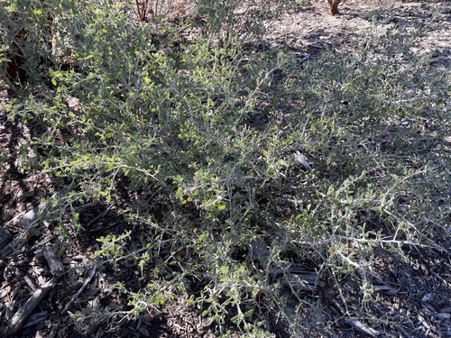 iNaturalist observation photo of chaparral whitethorn