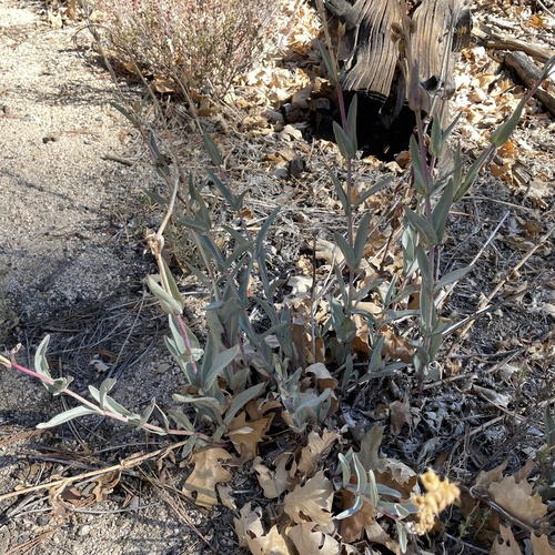 iNaturalist observation photo of scarlet bugler