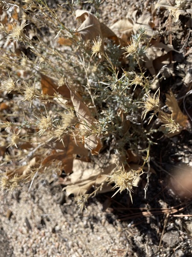 iNaturalist observation photo of giant woollystar