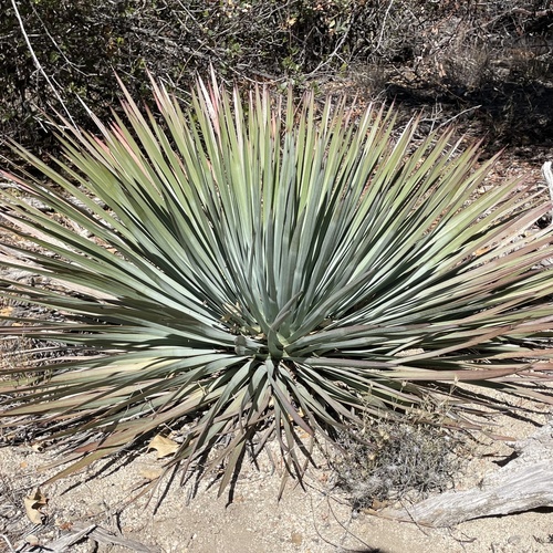 iNaturalist observation photo of chaparral yucca