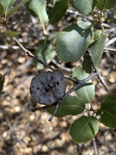 iNaturalist observation photo of Live Oak Apple Gall Wasp