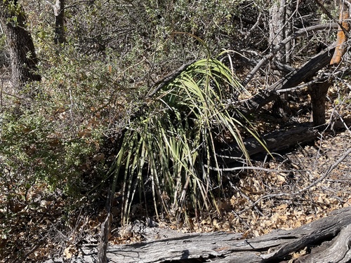 iNaturalist observation photo of chaparral yucca
