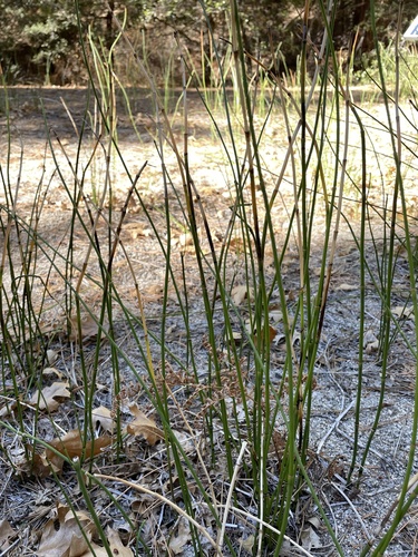 iNaturalist observation photo of smooth horsetail