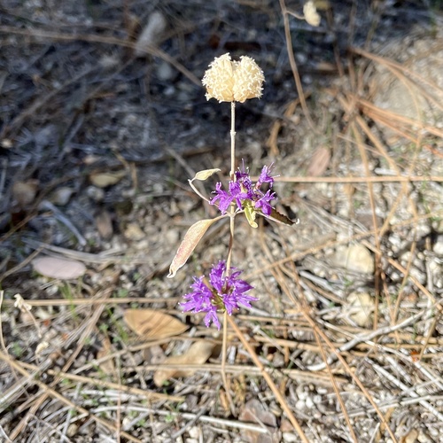 iNaturalist observation photo of Brewer's Monardella