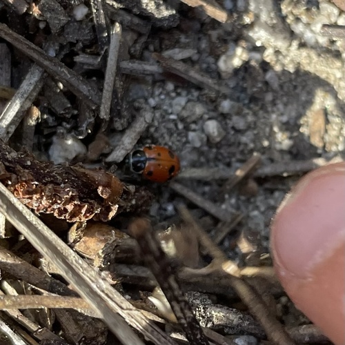 iNaturalist observation photo of Convergent Lady Beetle