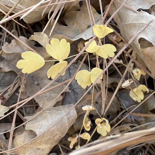 iNaturalist observation photo of Fendler's Meadow-rue
