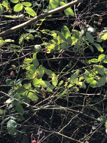 iNaturalist observation photo of California Wild Rose