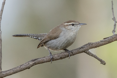 Thryomanes bewickii