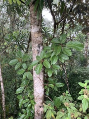 Image of Coussapoa asperifolia