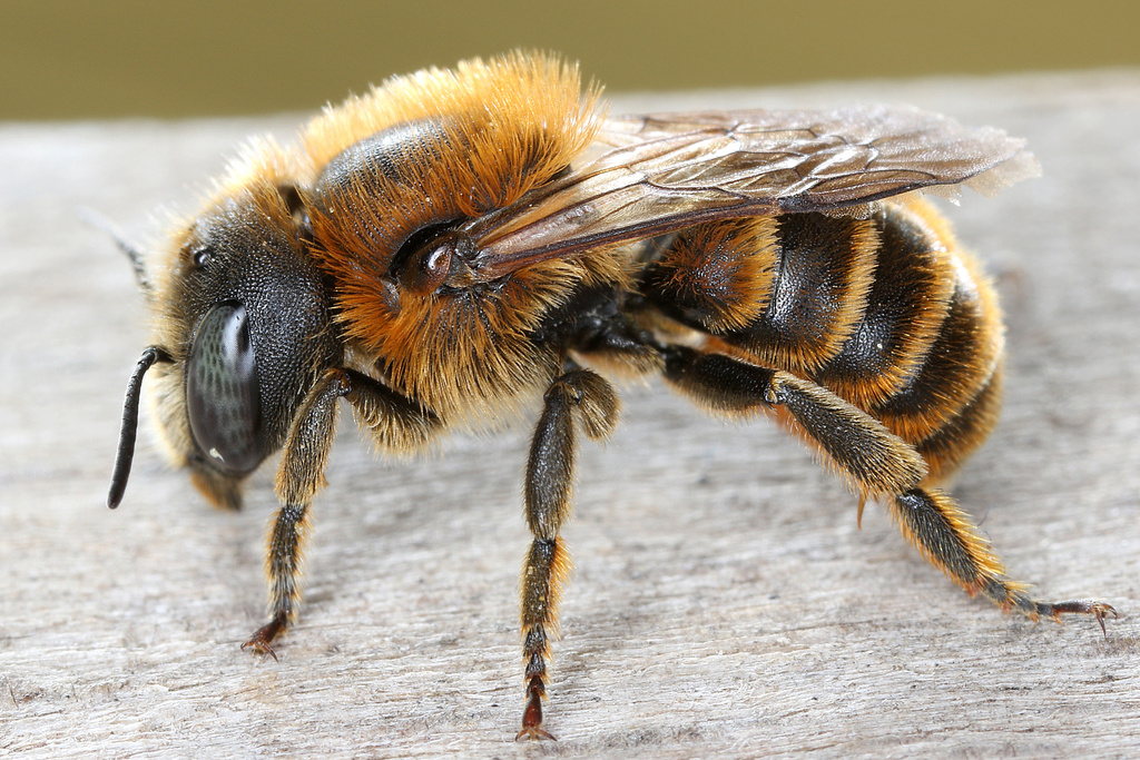 Golden orchard mason bee
