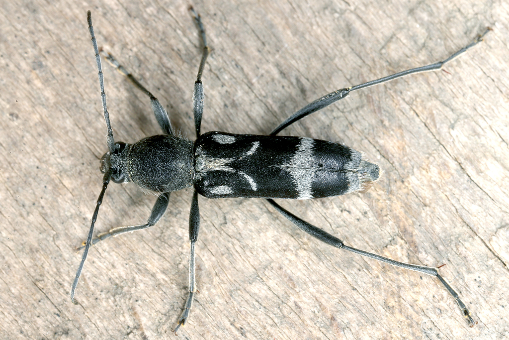 Chlorophorus figuratus from 7052 Müllendorf, Österreich on June 6, 2016
